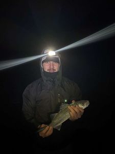 European Bass (Seabass)