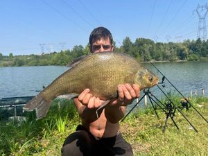 Common Bream