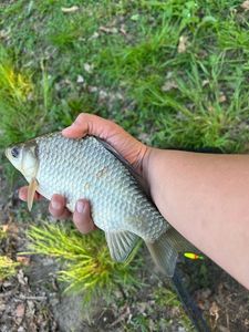 Crucian Carp