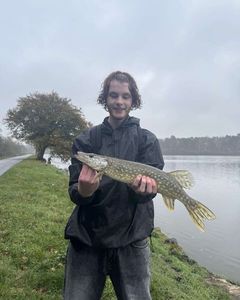 Northern Pike