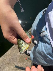 Green Sunfish