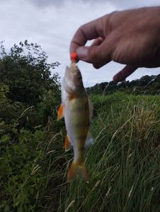 European Perch