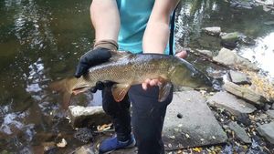 Barbel