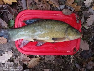 Tench