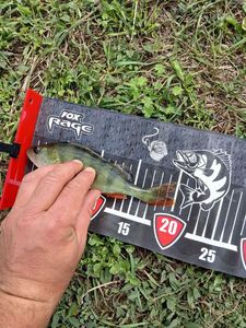 European Perch