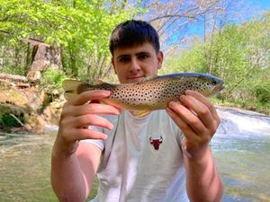 Brown Trout