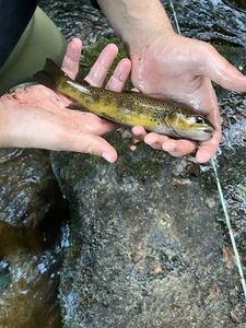 Brown Trout