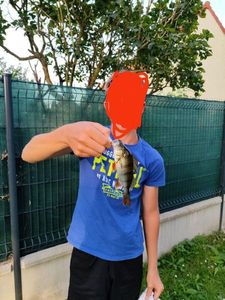 European Perch