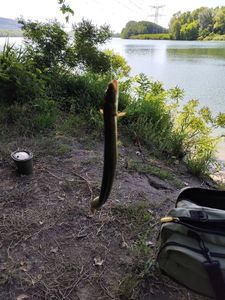 European Eel (Common Eel)
