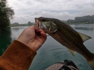Largemouth Bass