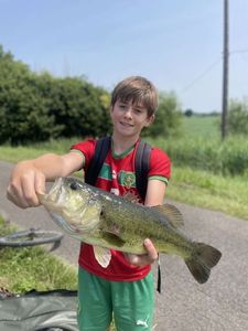 Largemouth Bass