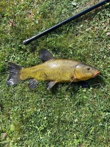 Tench