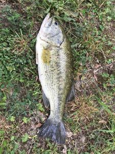 Largemouth Bass