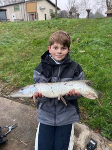 Northern Pike