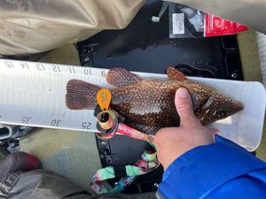 Ballan Wrasse