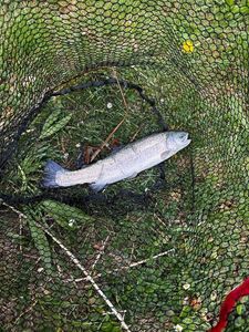 Rainbow Trout