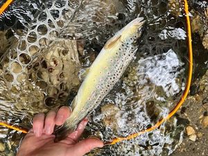 Brown Trout