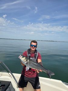 European Bass (Seabass)