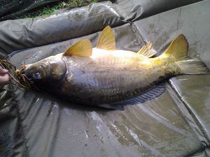Mirror Carp