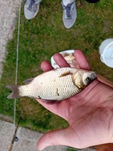 Crucian Carp