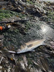 European Bass (Seabass)