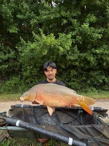 Mirror Carp