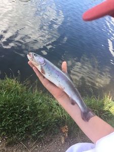 Rainbow Trout