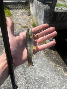 Brown Trout