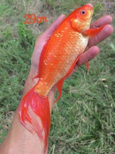 Goldfish