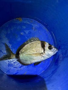 Common Two-Banded Seabream
