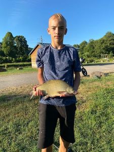 Common Bream