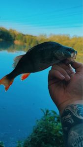 European Perch