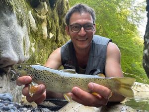 Brown Trout