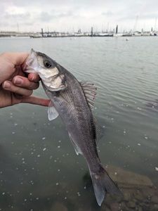 European Bass (Seabass)