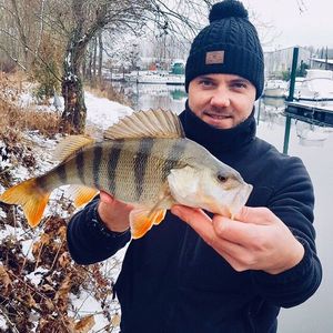 European Perch