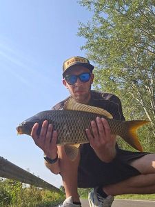 Common Carp