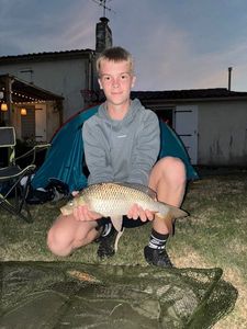 Common Carp