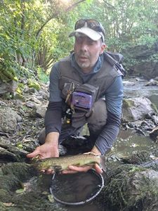 Brown Trout