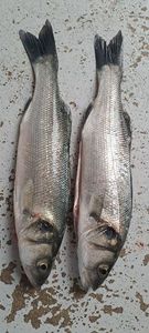 European Bass (Seabass)