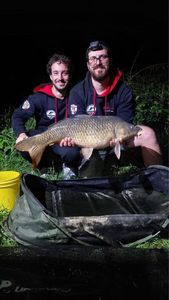 Common Carp