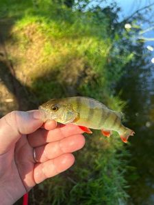 European Perch