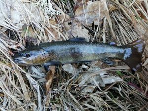 Brown Trout