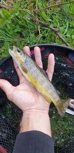 Brown Trout