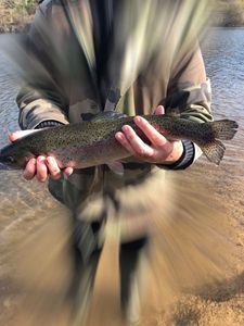 Brown Trout