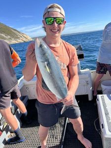 Kahawai (Australian Salmon)