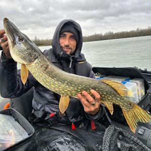 Northern Pike