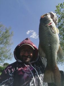 Largemouth Bass