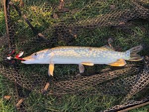 Northern Pike