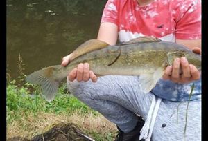 Zander