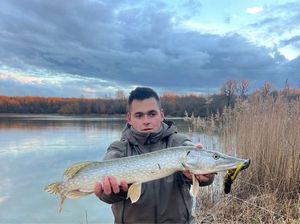 Northern Pike